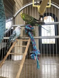 2 Parakeets with Cage and Toys