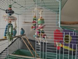2 parakeets, cage and supplies.
