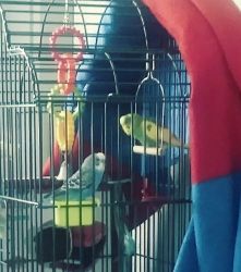 For sale 2 parakeets and cage