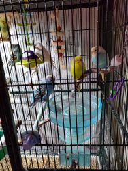 7 parakeets with cage