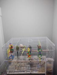 Parakeets with cage for sale