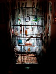Green parakeet with new cage