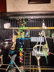 Breeding pairs of parakeets and large flight cage