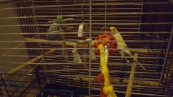 2 parakeet with cage and food