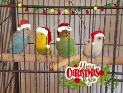 Free Parakeets!!