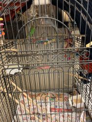Two Male Parakeets for sale
