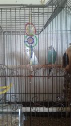 Birds and all eqpt for sale