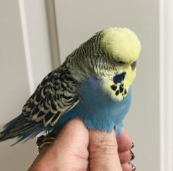 Hand Tamed English Parakeet