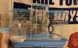 2 Green Parakeets w/ Cage Set Up