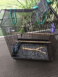 Parakeets for sale with Cage