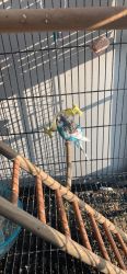 Free Parakeet