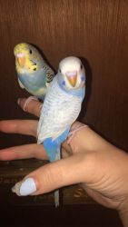 Young parakeet ready for new homes