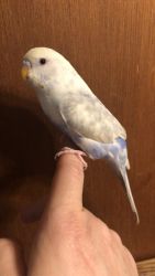Parakeet for rehome