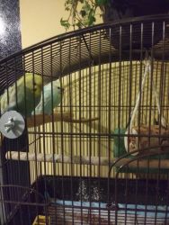 3 Parakeets For Sale