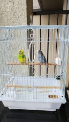 Wonderful parakeets are looking for new home