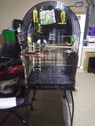 2 parakeets & large bird cage