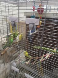 Free parakeets