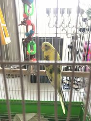 2 Parakeets for sale with cage, food and treats
