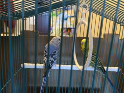 Two lovely parakeets for sell