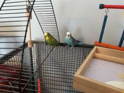 2 Male Parakeets
