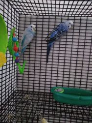 2 Blue Parakeets w/ cage and supplies