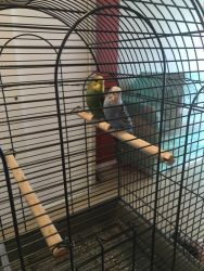 2 parakeet birds for sale with cage