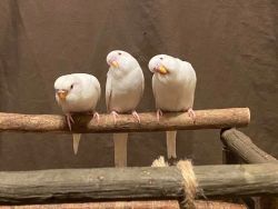 Mystic Mountain Parakeets