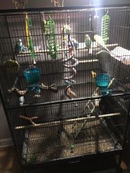 Parakeets and cages