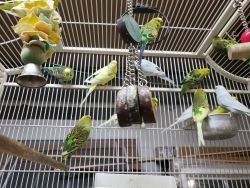 Parakeet Birds for sale