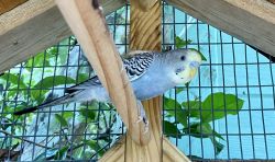 Parakeets looking for a new home