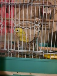 Two Parakeet plus cage and food