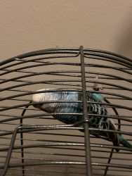 2 parakeets for sale