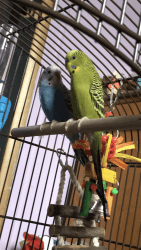 2 parakeet birds with big cage and toys
