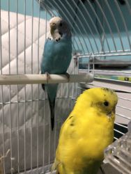 2 Parakeets for sale