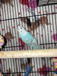 2 parakeet birds blue