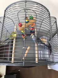 2 parakeet birds with cage