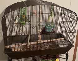 2 parakeets, cage, and all accessories