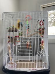 Parakeets- cage- and supplies