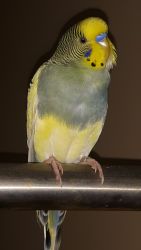 2 parakeets need a new home