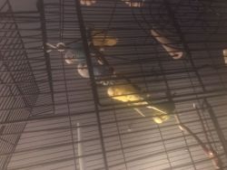 Rehoming 4 parakeets which are paired up they come with 2 big cages