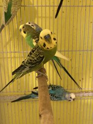 8 Parakeets for Sale with XL Cage and Supplies