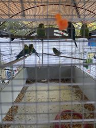 7 Parakeets for sale 25 each