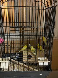 I need sell bird and cage