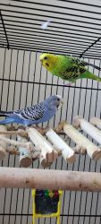 4 Parakeets with Cage and accessories