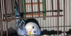 Parakeet for sale!