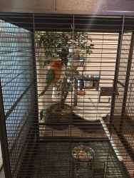 Parakeets to good home