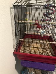 Parakeets To Good Home
