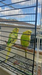 Crested budgies