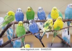 australian parakeets