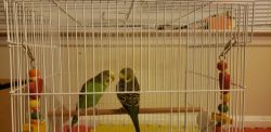 Pair of green Birds Parakeet